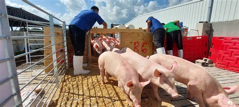 pic philippines inc|PIC, JG Agroventures partner in breeder pig production .